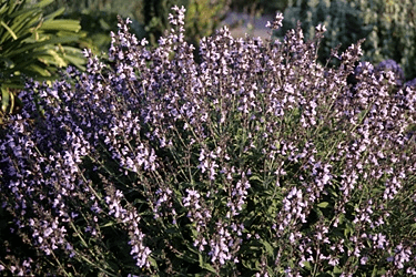 Des images de diff�rentes plantes